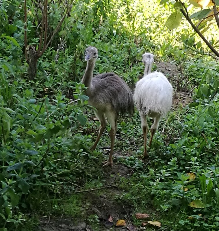 IMG_20180728_095953.jpg