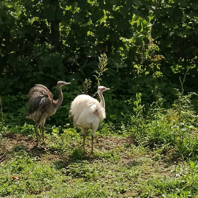 IMG_20180802_105310.jpg