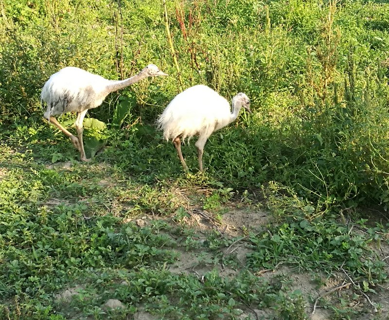 IMG_20180806_181021.jpg