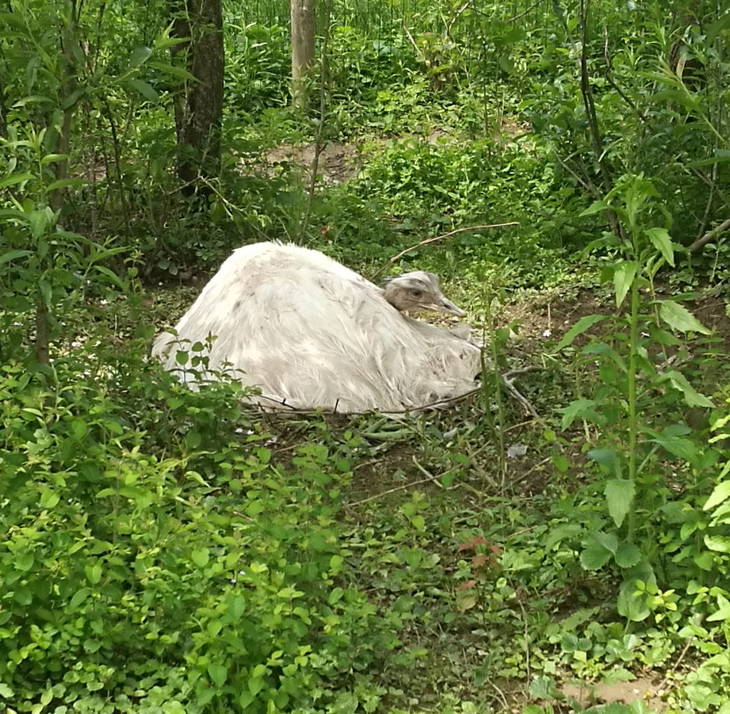 IMG_20210530_124415.jpg