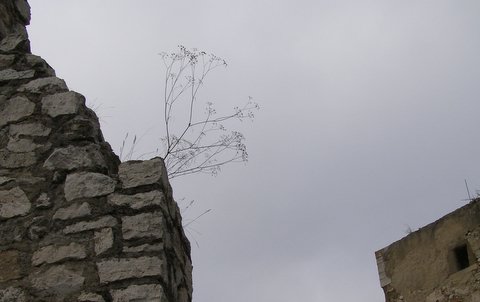 P8285241.JPG