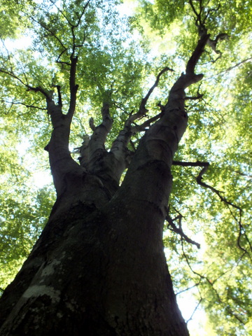 DSCF0877.JPG