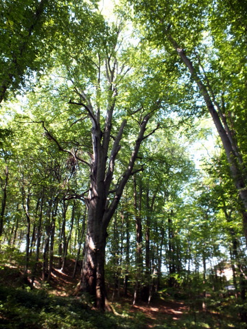 DSCF0880.JPG