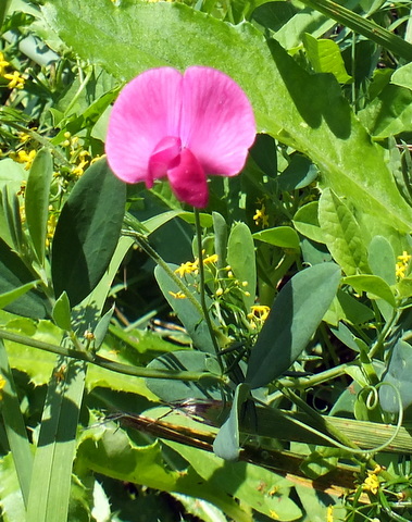 DSCF0889.JPG