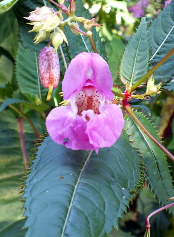 DSCF0900.JPG