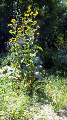 DSCF0902.JPG