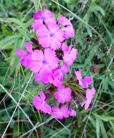 DSCF1429.JPG