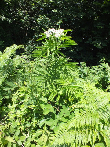 DSCF1466.JPG