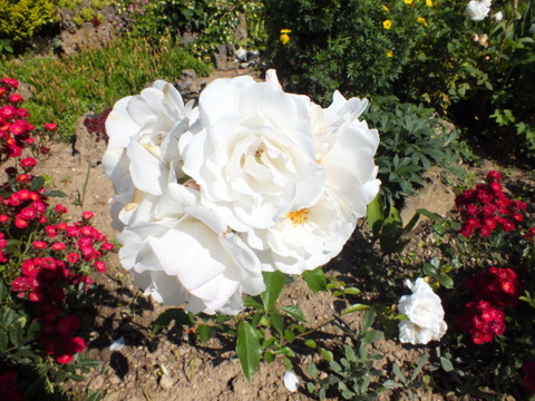 DSCF9865.JPG