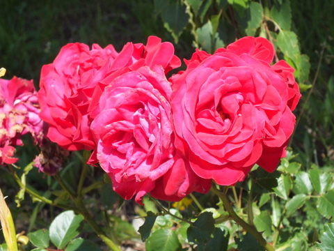 DSCF9915.JPG