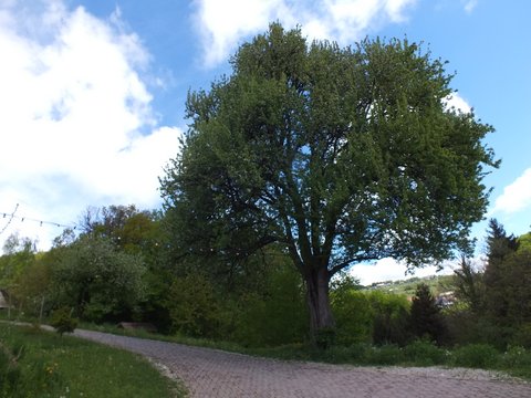 DSCF3695.JPG