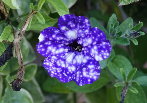 DSC04000.JPG