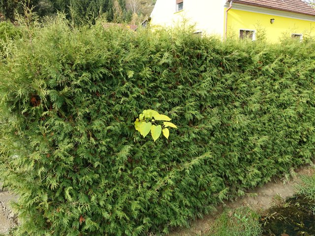 DSC06745.JPG