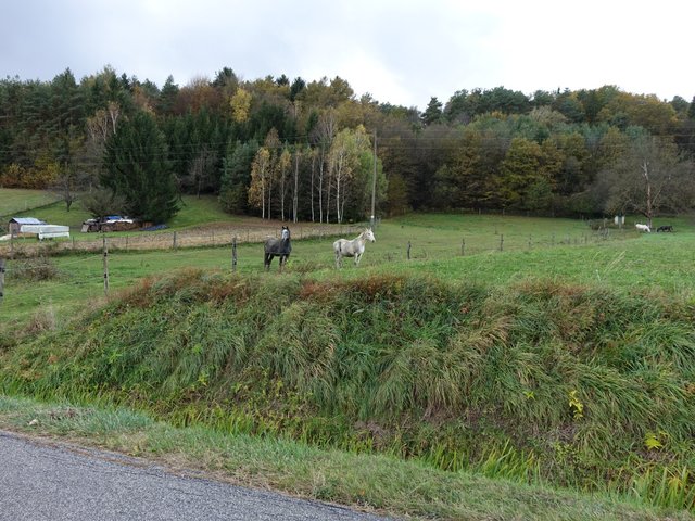 DSC06756.JPG