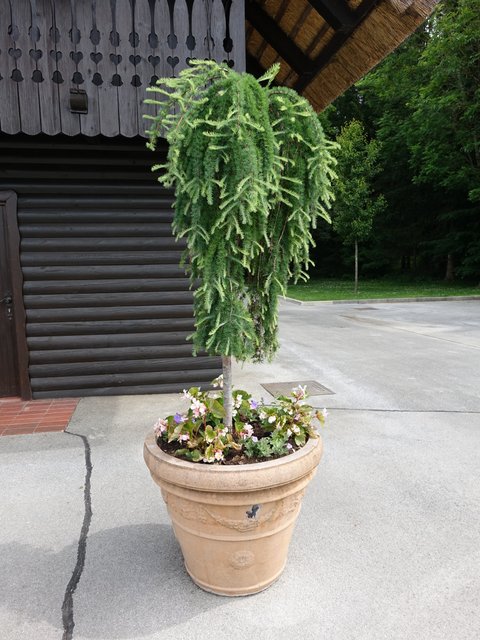 DSC04550.JPG