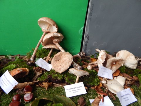 DSCN6774.JPG