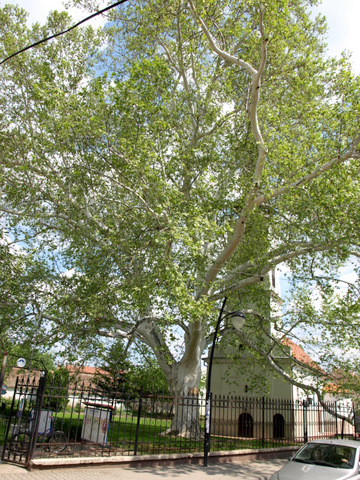 P4299106.JPG