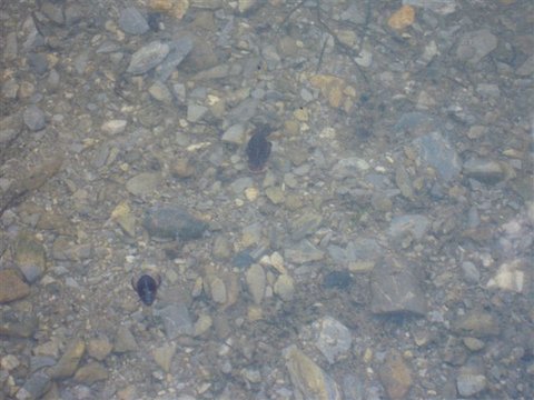 DSCN4667.JPG