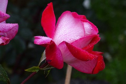 DSC00901.JPG