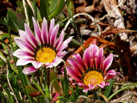 DSC01008.JPG