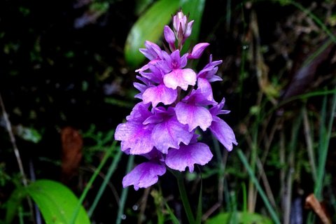DSC01129.JPG