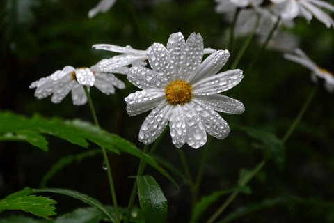 DSC01162.JPG