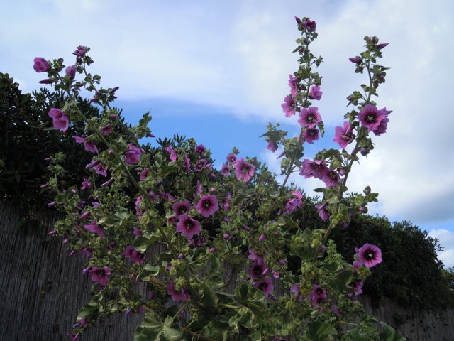 DSCN7298.jpg